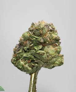 Close-up of a frosty green cannabis bud with orange hairs held on a gold stem, against a light gray background.