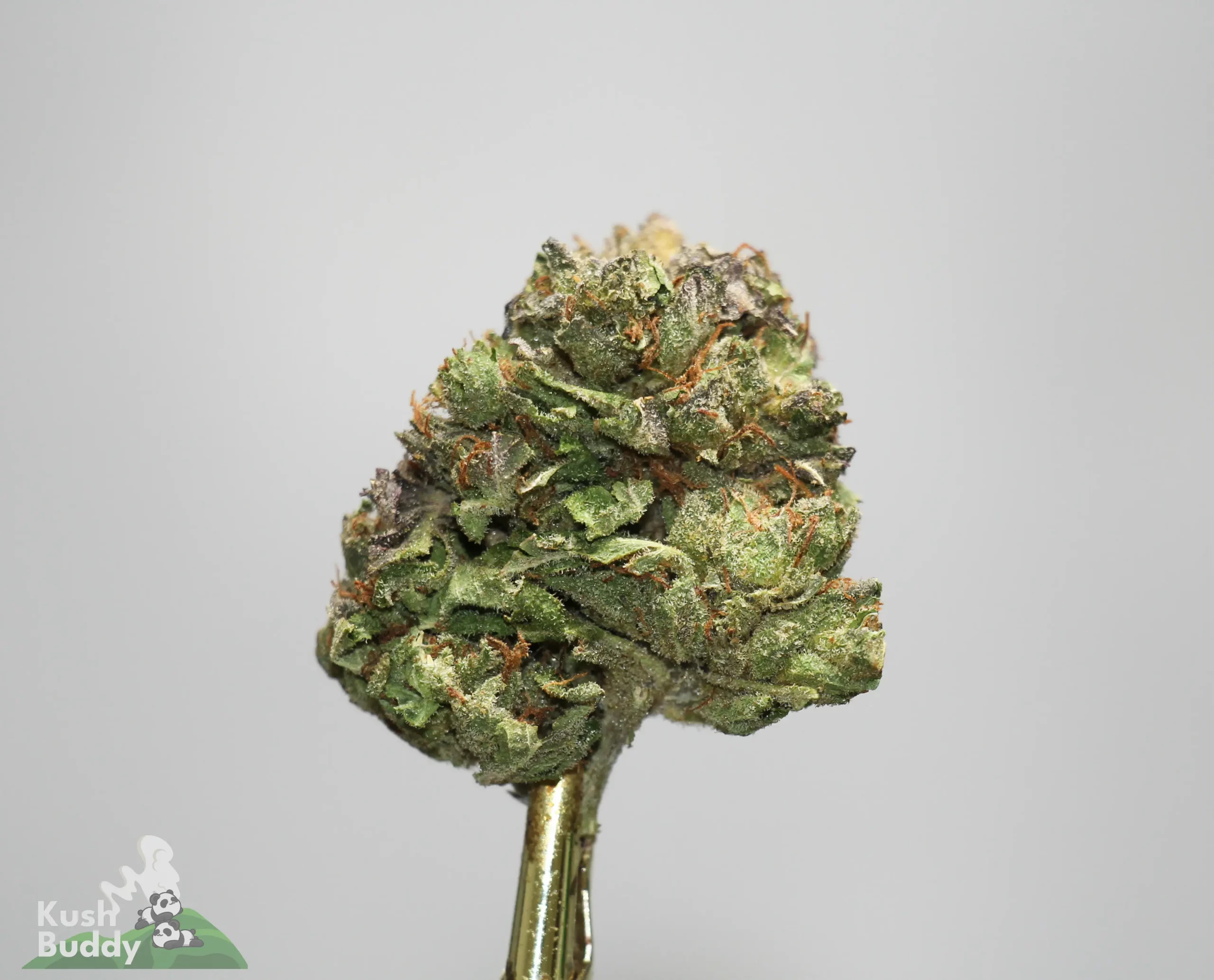 Close-up of a frosty green cannabis bud with orange hairs held on a gold stem, against a light gray background.