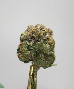 Close-up of a cannabis bud held by tweezers against a light gray background, showing frosty trichomes and orange hairs.
