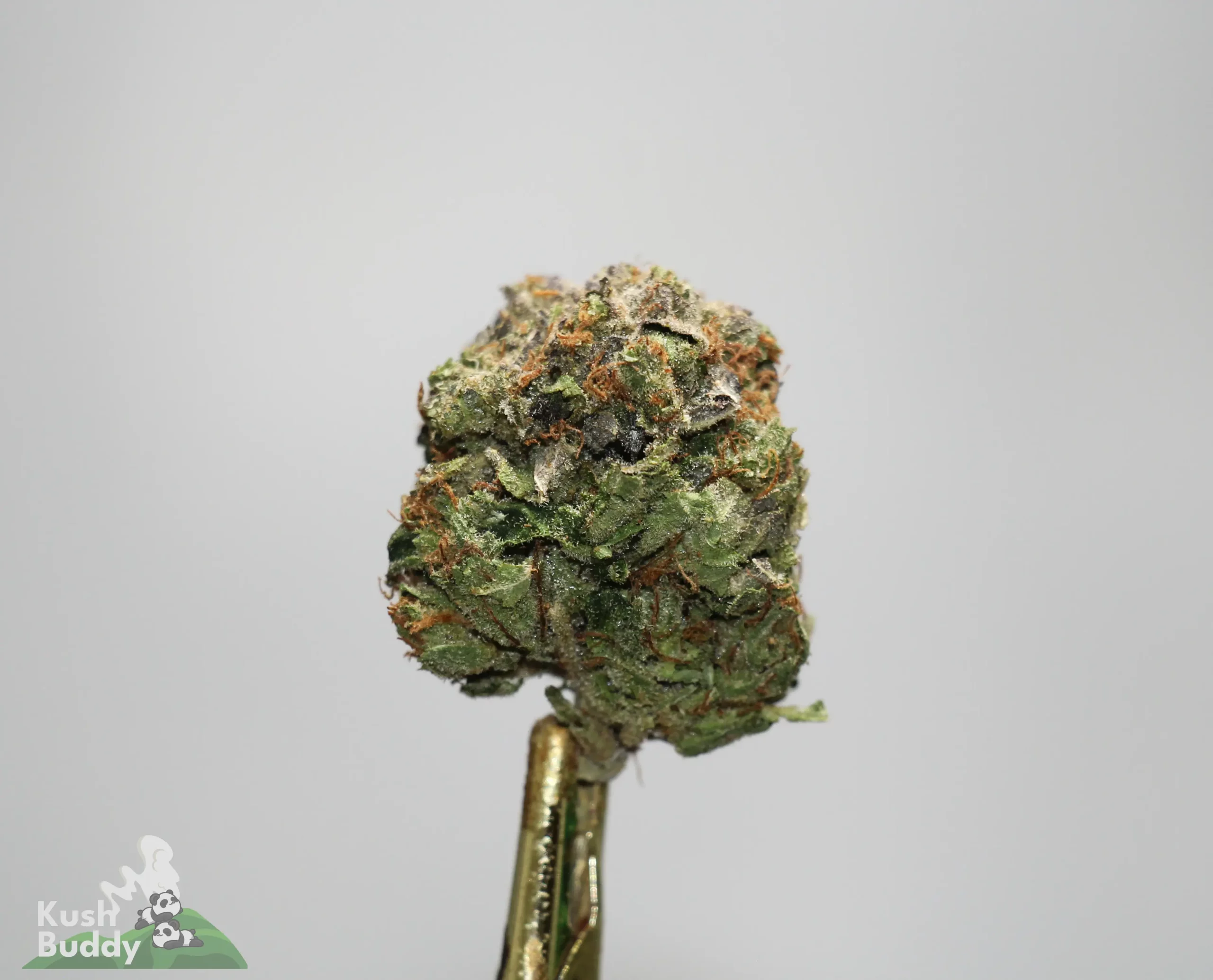 Close-up of a cannabis bud held by tweezers against a light gray background, showing frosty trichomes and orange hairs.