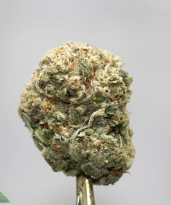 Macro shot of a frosty cannabis bud with green and orange hairs on a gold stem against a gray background.