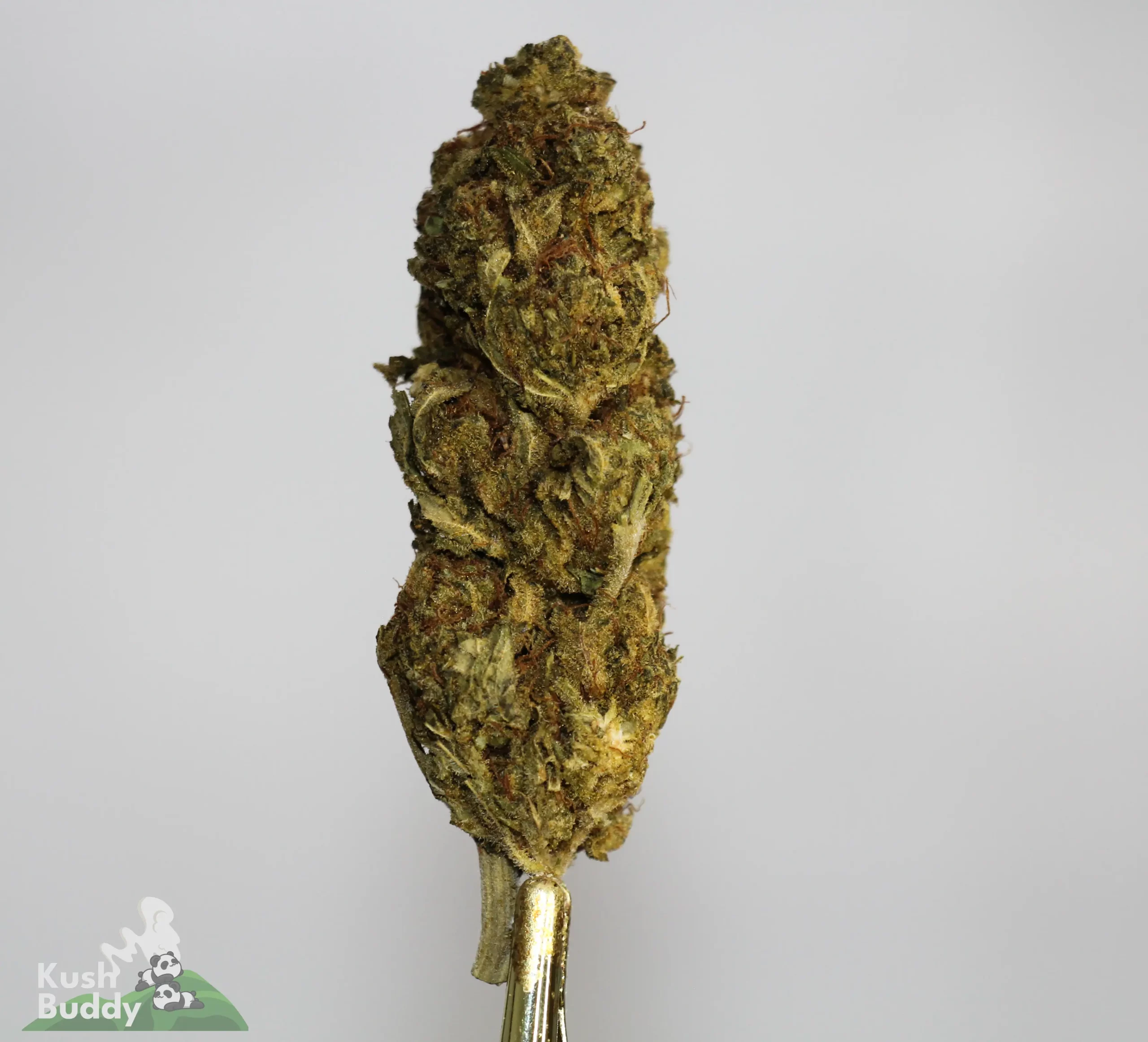 (AA+ - Bulk) Fruit Cake - Image 2