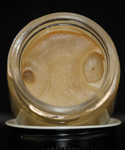Mary's Confectionary Universe - Live Hash Rosin - Bulk Jar - Image 2