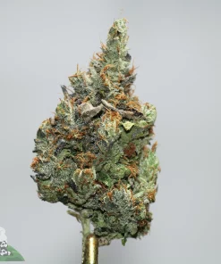 Close-up of a frosty cannabis bud with orange hairs on a stem; Kush Buddy logo in the bottom-left corner.