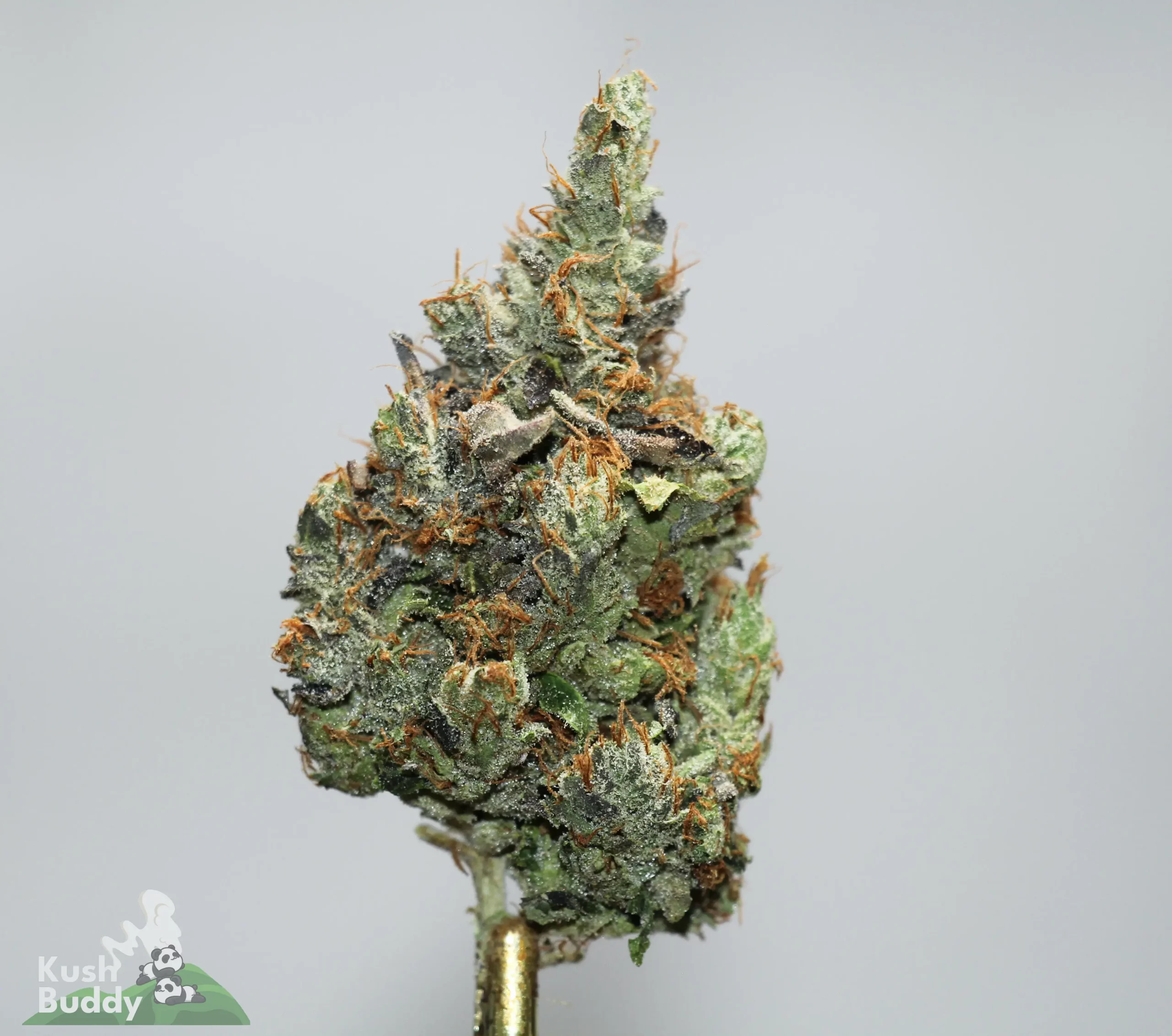 Close-up of a frosty cannabis bud with orange hairs on a stem; Kush Buddy logo in the bottom-left corner.