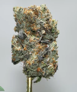 Close-up of a frosty cannabis bud with orange hairs on a gold stem against a light gray background, showing dense trichomes.