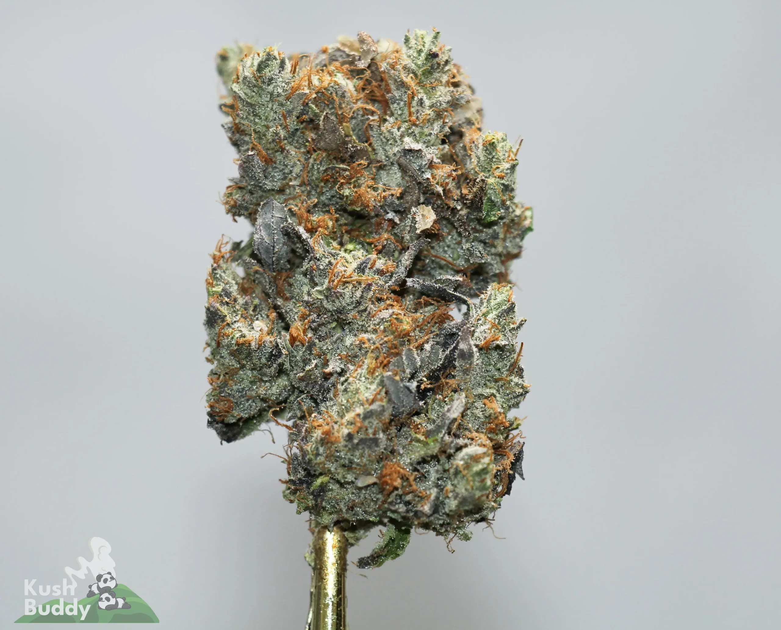 Close-up of a frosty cannabis bud with orange hairs on a gold stem against a light gray background, showing dense trichomes.