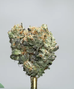 Close-up of a frosty cannabis bud with orange pistils against a gray background.