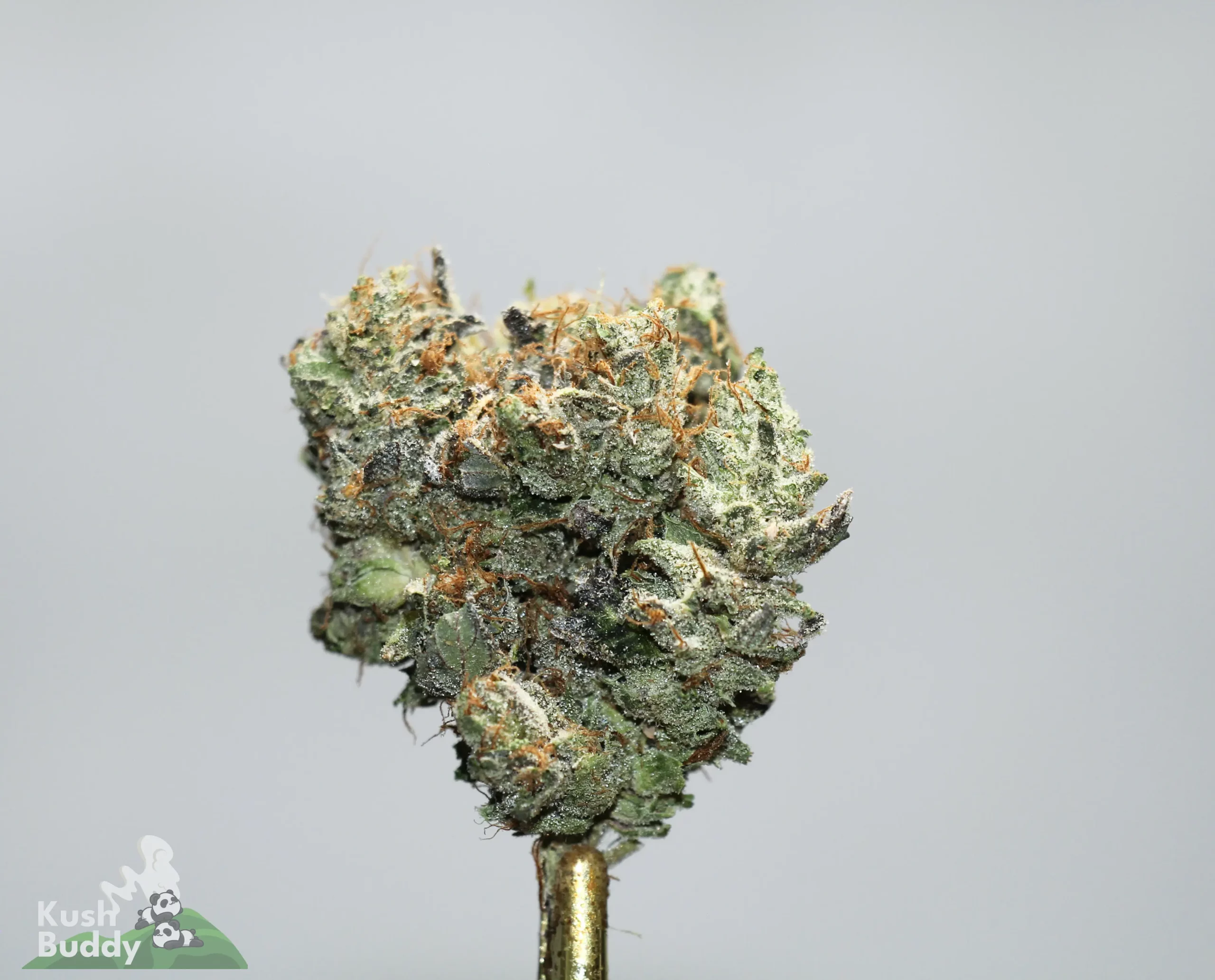 Close-up of a frosty cannabis bud with orange pistils against a gray background.