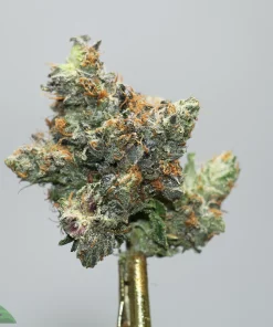 Close-up of a frosty cannabis bud with orange hairs on a gold stem stand.