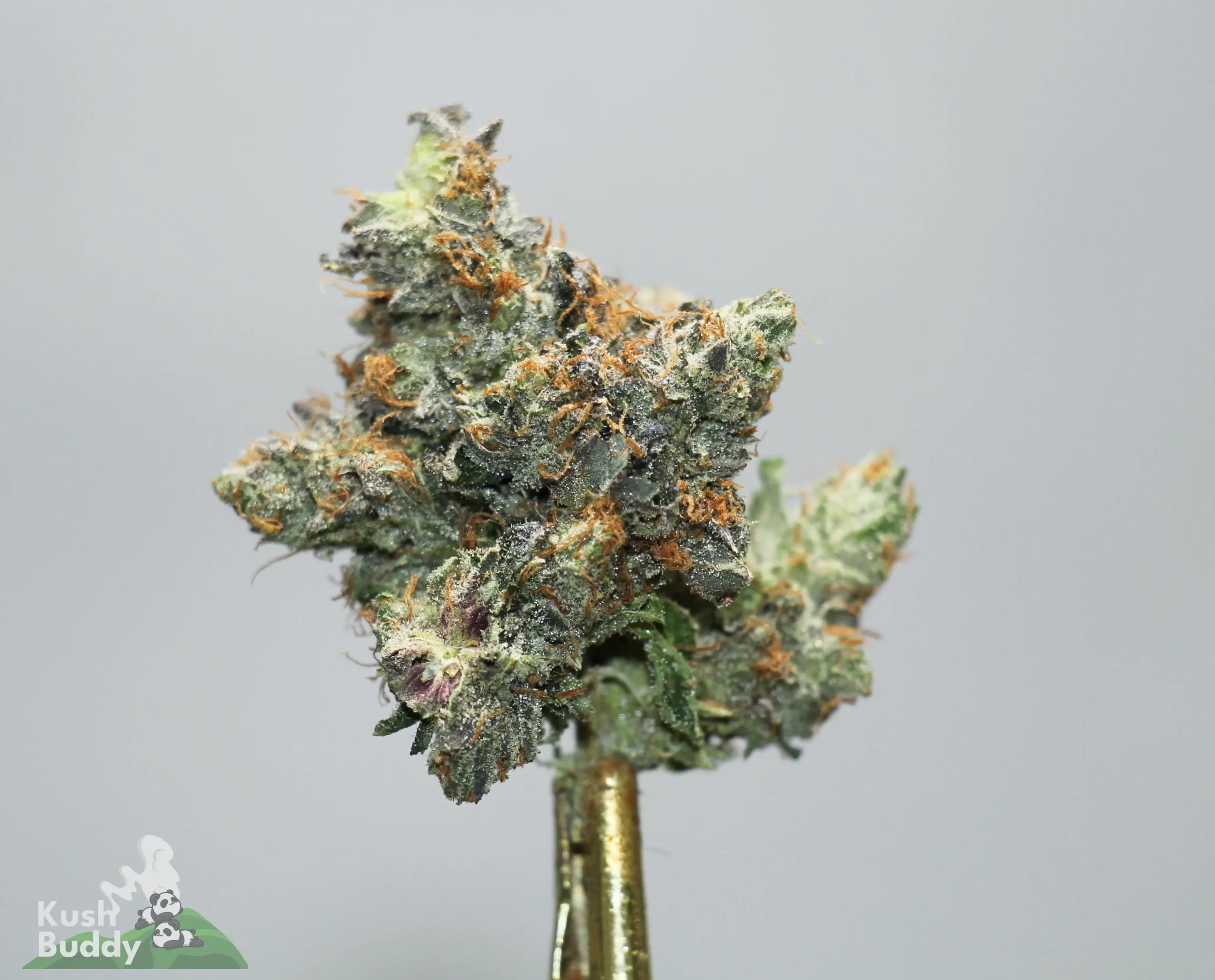 Close-up of a frosty cannabis bud with orange hairs on a gold stem stand.