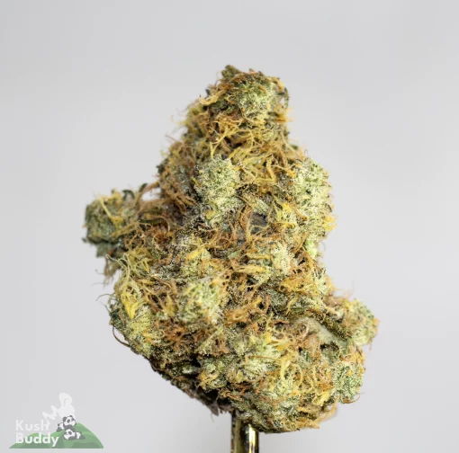 (AAAA) Pink Pussy x Red Congolese