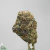 Close-up of a dense cannabis bud covered in frosty trichomes with orange pistils on a small stem.