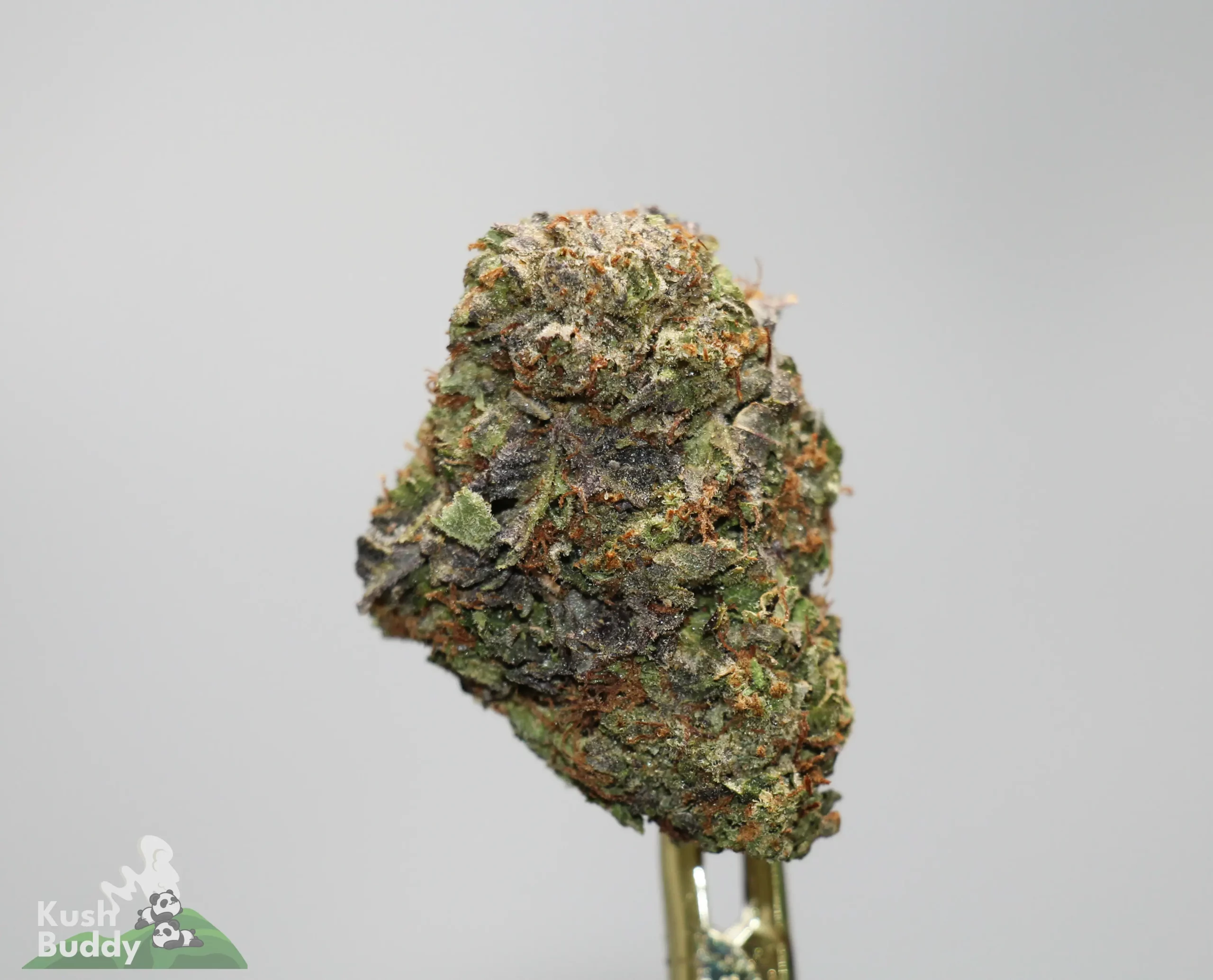Close-up of a dense cannabis bud covered in frosty trichomes with orange pistils on a small stem.