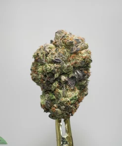 Close-up of a frosty cannabis bud with orange hairs resting on a gold dab tool against a light gray background