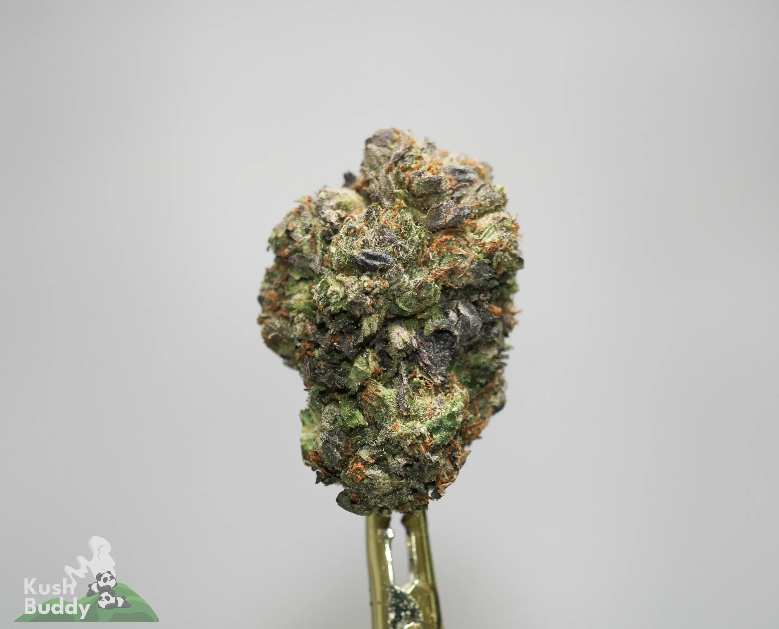 Close-up of a frosty cannabis bud with orange hairs resting on a gold dab tool against a light gray background