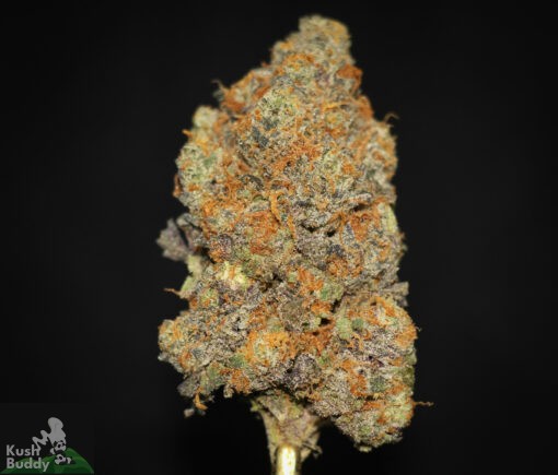 Black Series - Blueberry Muffin
