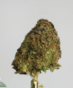 (AAA - Bulk) U.K. Cheese (Medium/Smalls)
