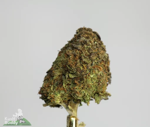 (AA+) U.K. Cheese (Medium/Smalls)