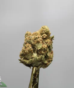 Close-up of a frosty cannabis bud on a shiny stem against a gray background, showing dense trichomes and orange hairs.