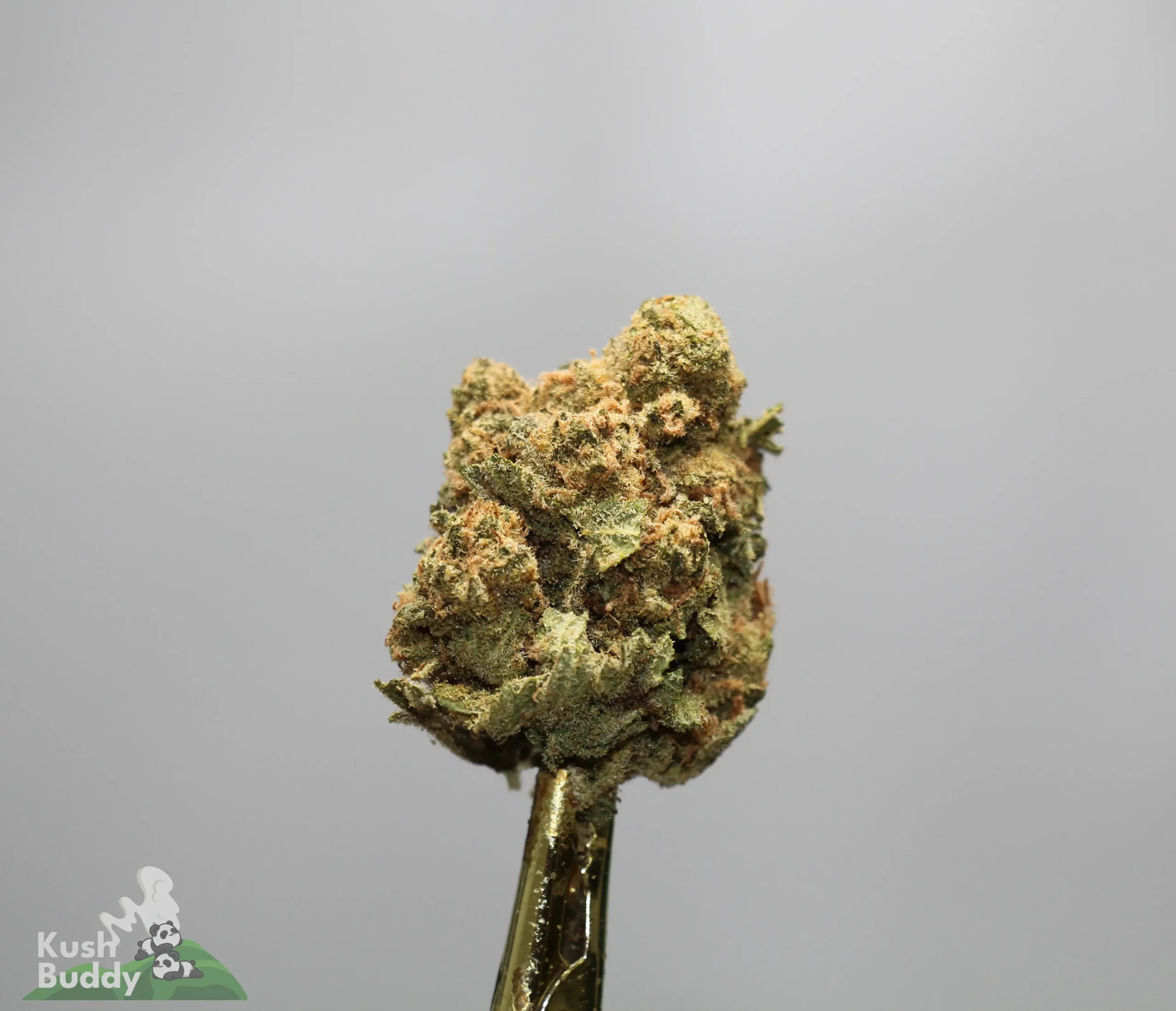 Close-up of a frosty cannabis bud on a shiny stem against a gray background, showing dense trichomes and orange hairs.