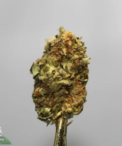 Close-up of a frosty cannabis bud clinging to a stem against a gray background, with orange hairs visible and a Kush Buddy logo in the bottom-left corner.