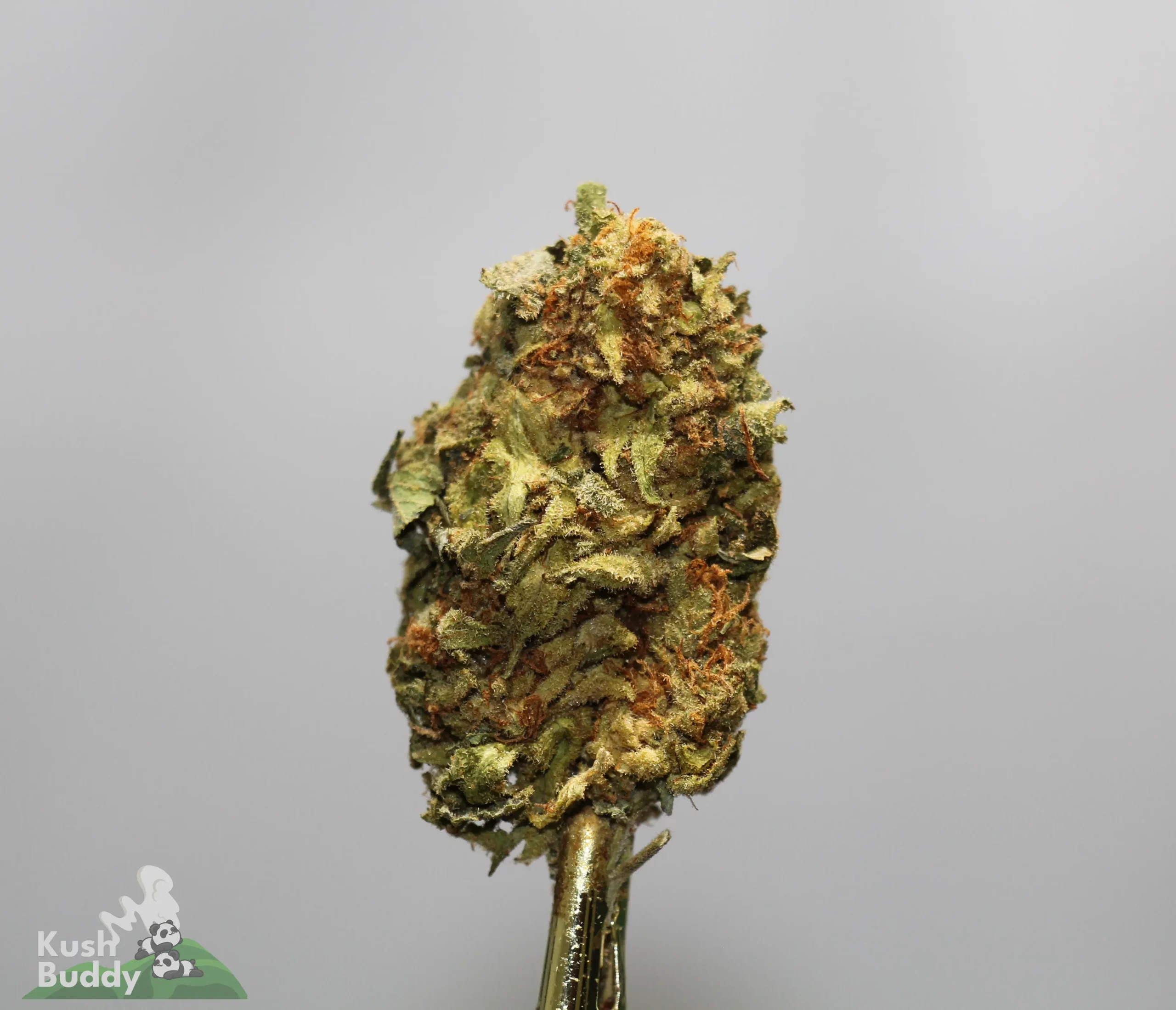 Close-up of a frosty cannabis bud clinging to a stem against a gray background, with orange hairs visible and a Kush Buddy logo in the bottom-left corner.