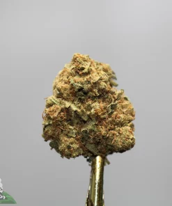 Close-up of a dense cannabis bud with orange hairs and frosty crystals on a gold stand against a gray background.