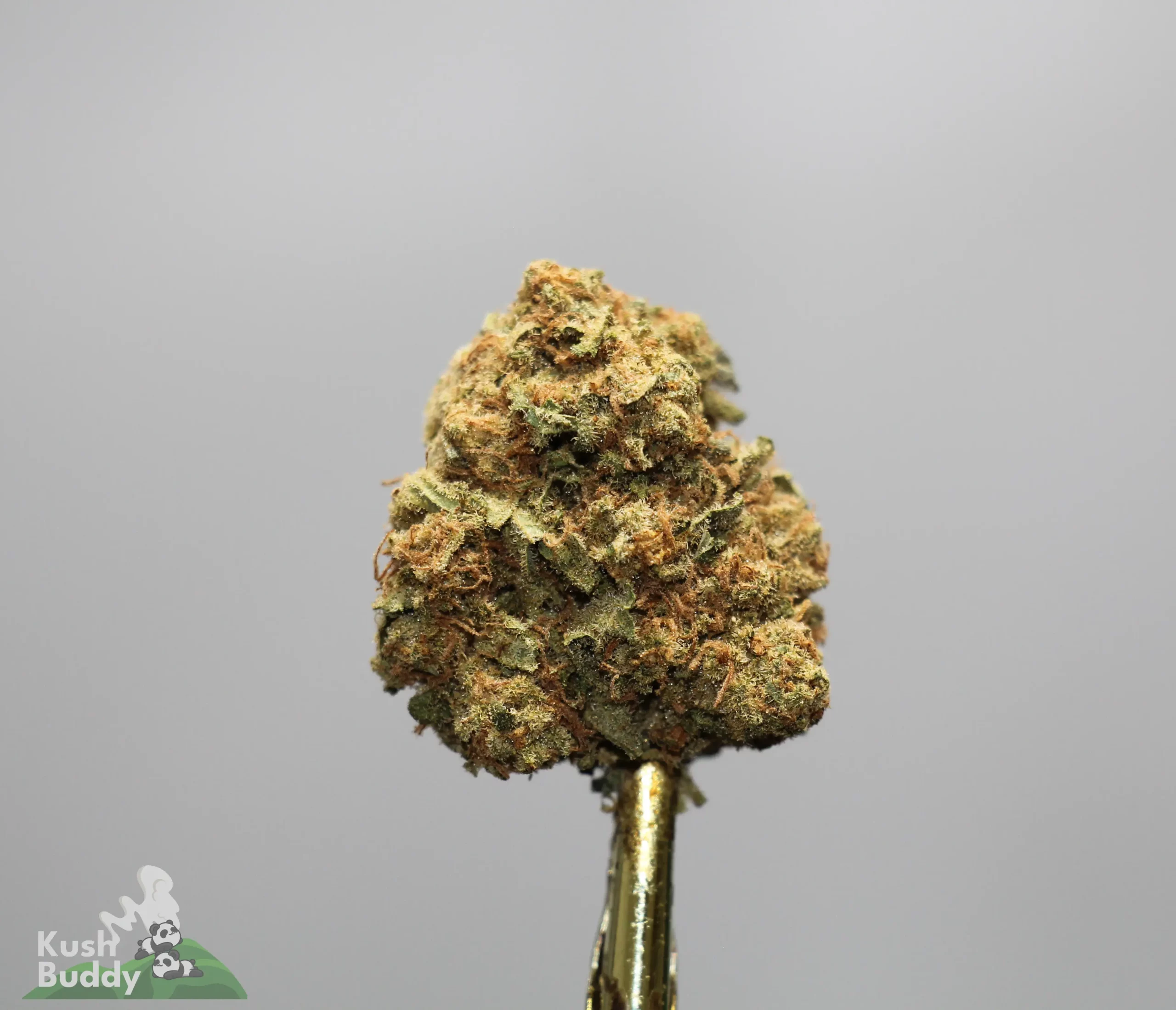 Close-up of a dense cannabis bud with orange hairs and frosty crystals on a gold stand against a gray background.