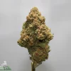 Close-up of a dense cannabis bud covered in frosty trichomes and orange hairs against a gray background with a Kush Buddy watermark in the corner.