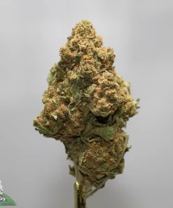 Close-up of a dense cannabis bud covered in frosty trichomes and orange hairs against a gray background with a Kush Buddy watermark in the corner.