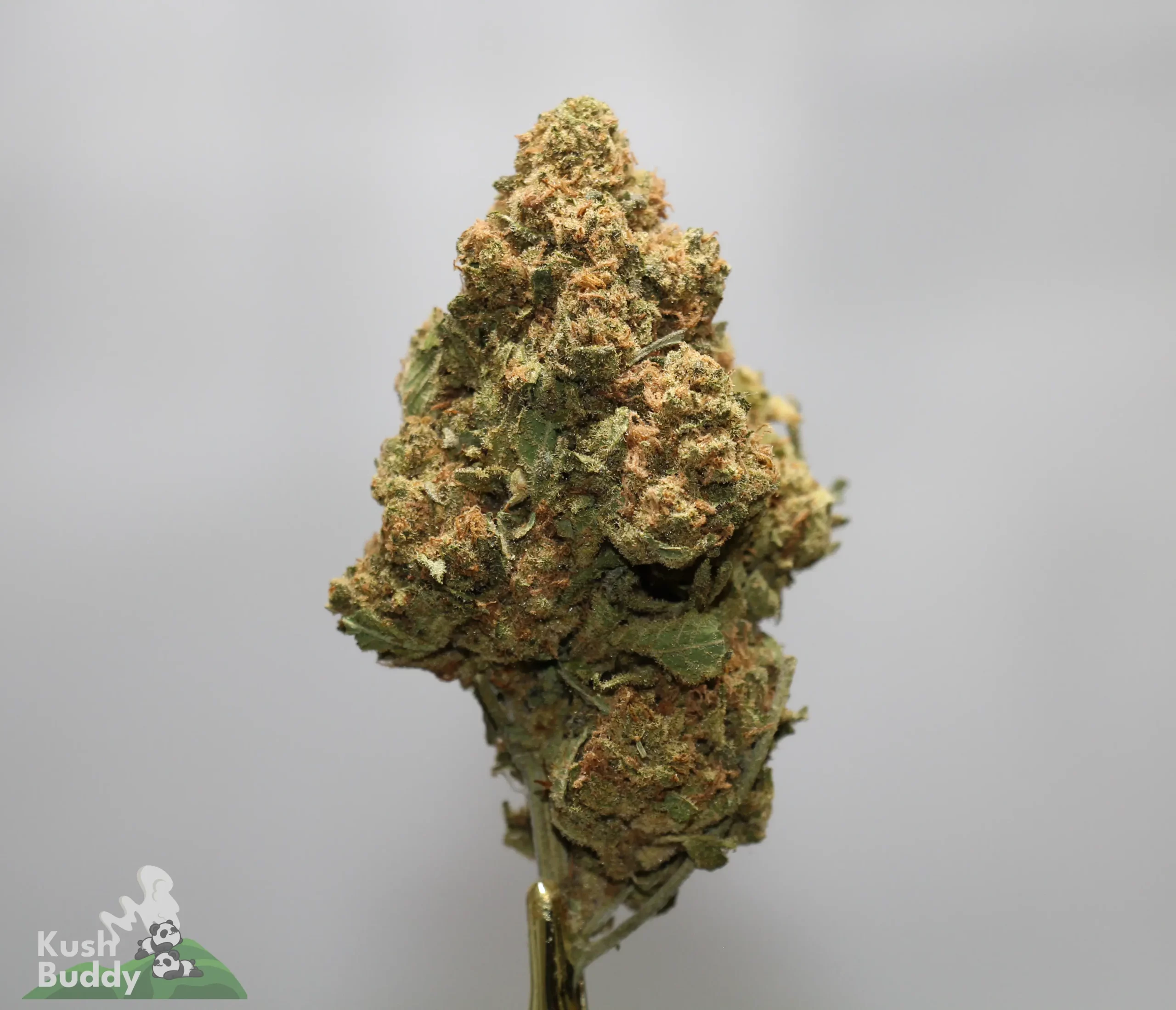 Close-up of a dense cannabis bud covered in frosty trichomes and orange hairs against a gray background with a Kush Buddy watermark in the corner.