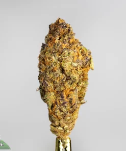 Red Congolese strain
