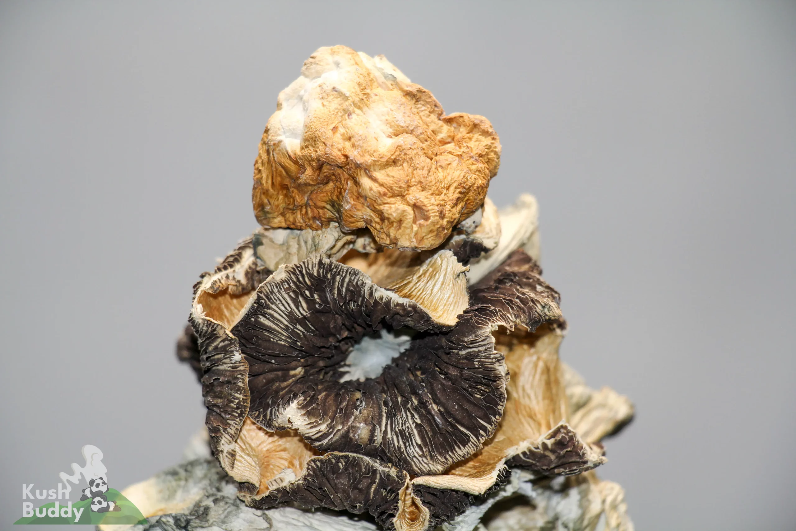 Bulk - Magic Mushrooms - Special Mix Batch - Image 3