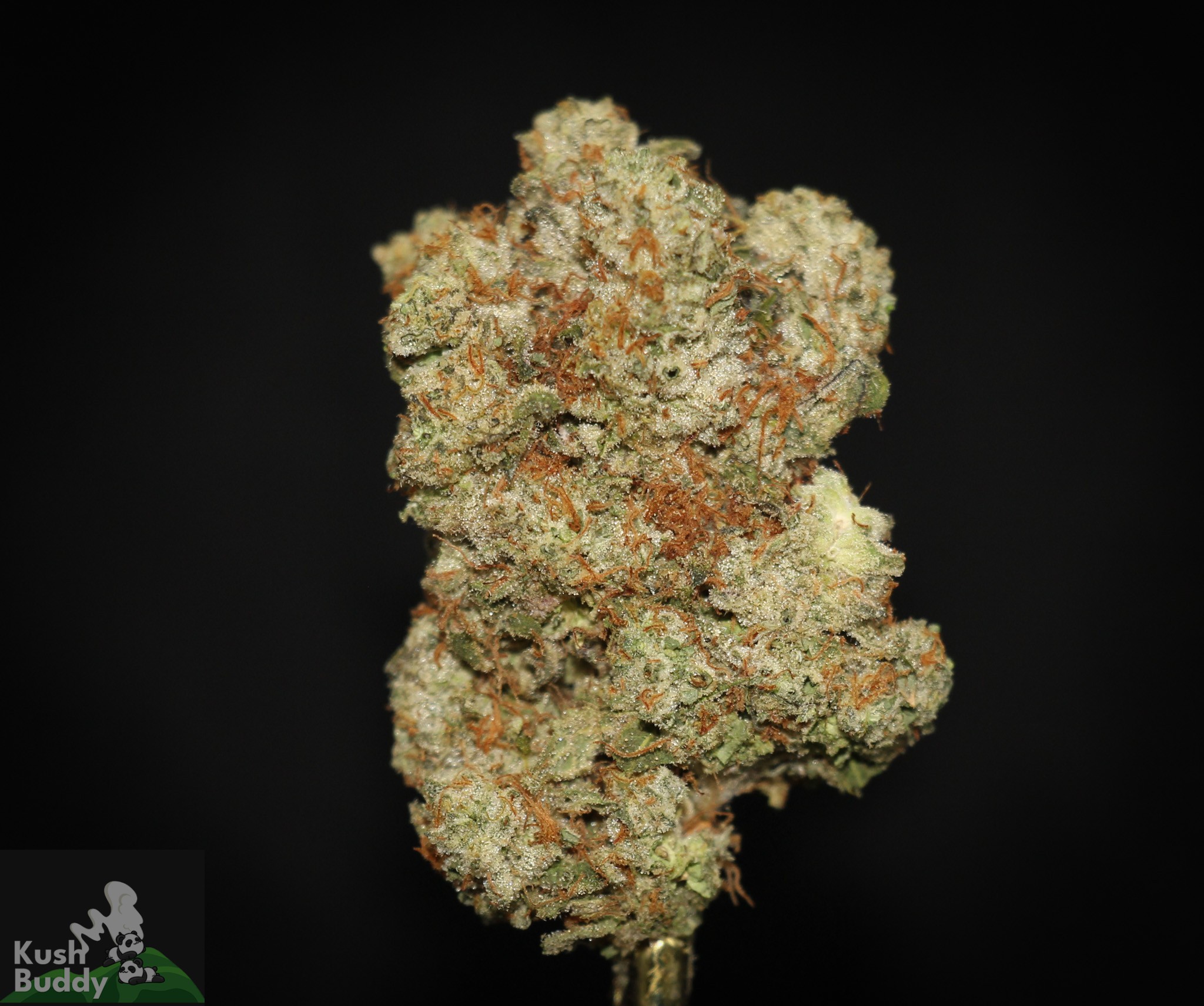 Pie Strain Online Weed Strain Kush Buddy