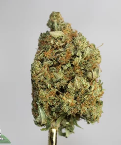 Black Series - Toronto Mayor Pink