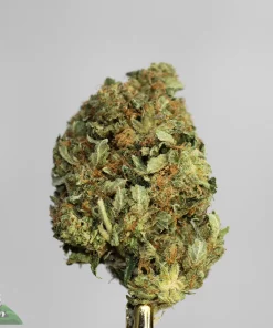 Black Series - Toronto Mayor Pink - Image 2