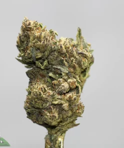 Close-up of a frosty green cannabis bud with orange hairs, against a light gray background.