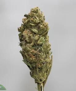Close-up of a frosty cannabis bud on a stem against a gray background with a Kush Buddy watermark in the corner.