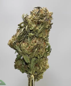 Close-up of a frosty cannabis bud with green leaves and orange hairs on a metal stem.