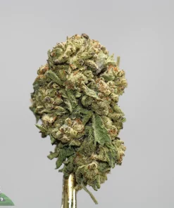 Close-up of a frosty green cannabis bud with orange hairs against a light gray background, featuring visible trichomes and a Kush Buddy watermark.