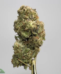Close-up of a dense cannabis bud with heavy tricome coating, green with orange pistils and a frosty appearance (watermark Kush Buddy).