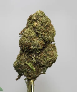 Close-up of a cannabis bud with frosty trichomes on a stem; Kush Buddy logo visible in the bottom-left corner.