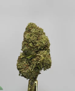 Close-up of a dense cannabis bud with frosty trichomes on a metal surface, with the Kush Buddy logo visible in the corner.