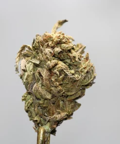 Close-up of a frosty cannabis bud on a stem against a light-gray background, with a Kush Buddy watermark.