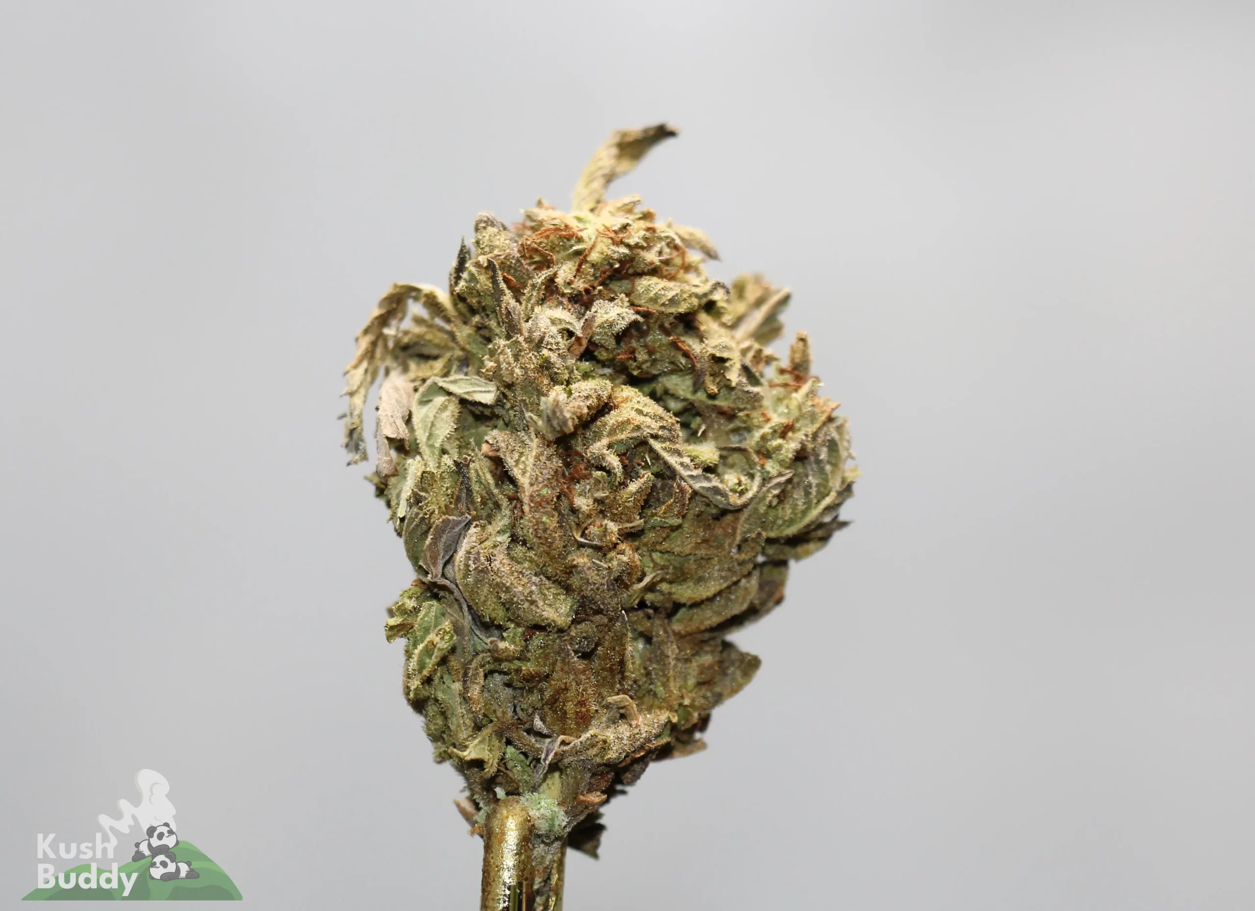 Close-up of a frosty cannabis bud on a stem against a light-gray background, with a Kush Buddy watermark.