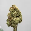 Close-up of a frosty green cannabis bud with orange pistils against a light gray background.