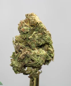 Close-up of a frosty green cannabis bud with orange pistils against a light gray background.