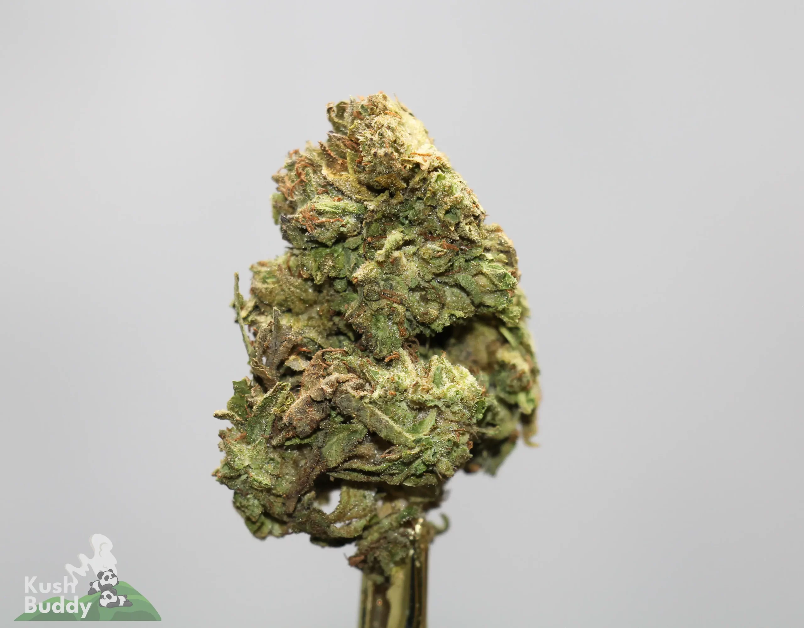 Close-up of a frosty green cannabis bud with orange pistils against a light gray background.
