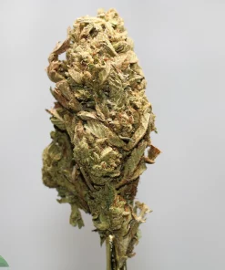 Close-up of a frosty cannabis bud with green and orange hairs against a light gray background, stem visible behind the flower.